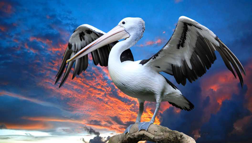 high velocity pelican strike to the face be survivable