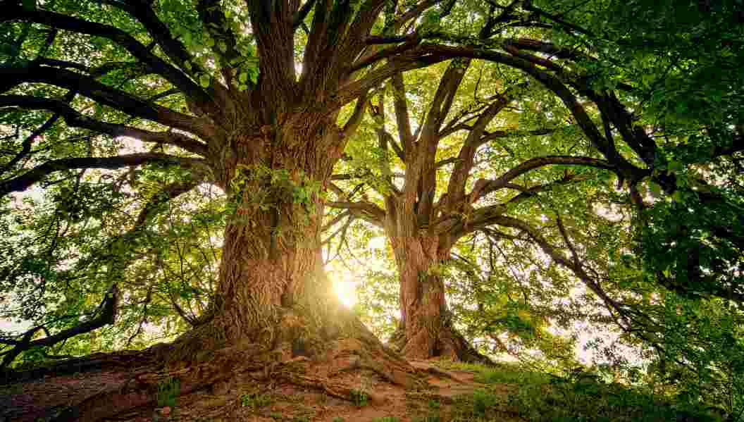 Do trees communicate with each