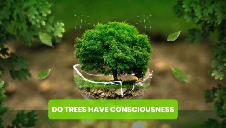 Do trees and plants have consciousness