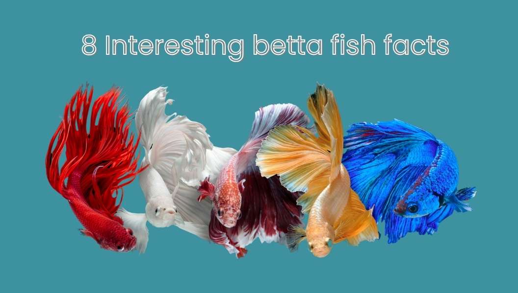 8 interesting betta fish facts - Scientify