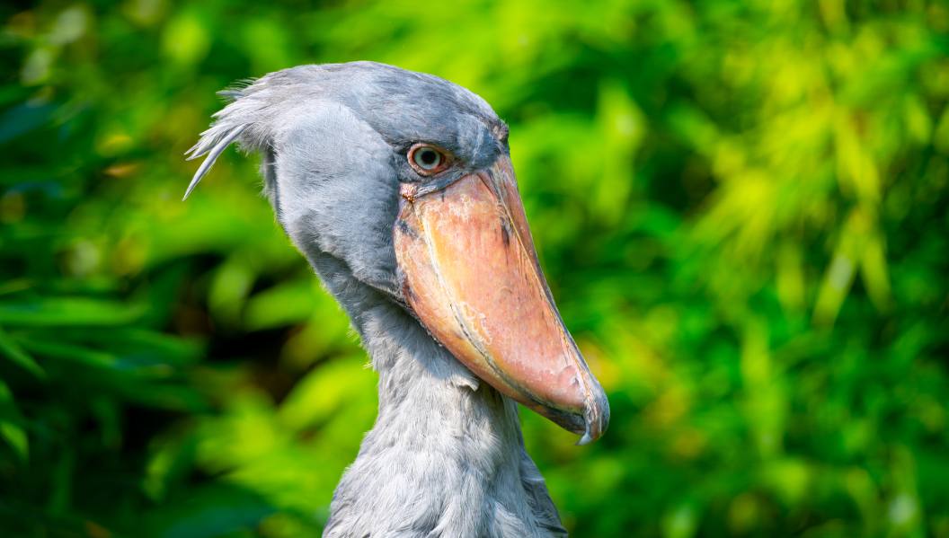 Shoebill storks
