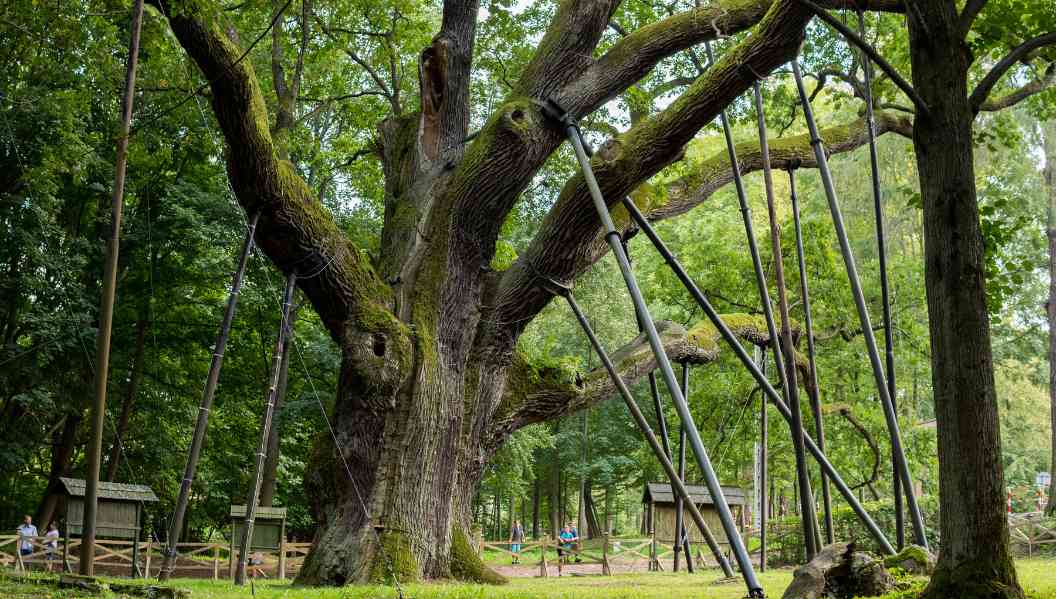 oldest tree on earth
