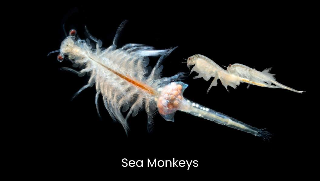 Sea Monkeys