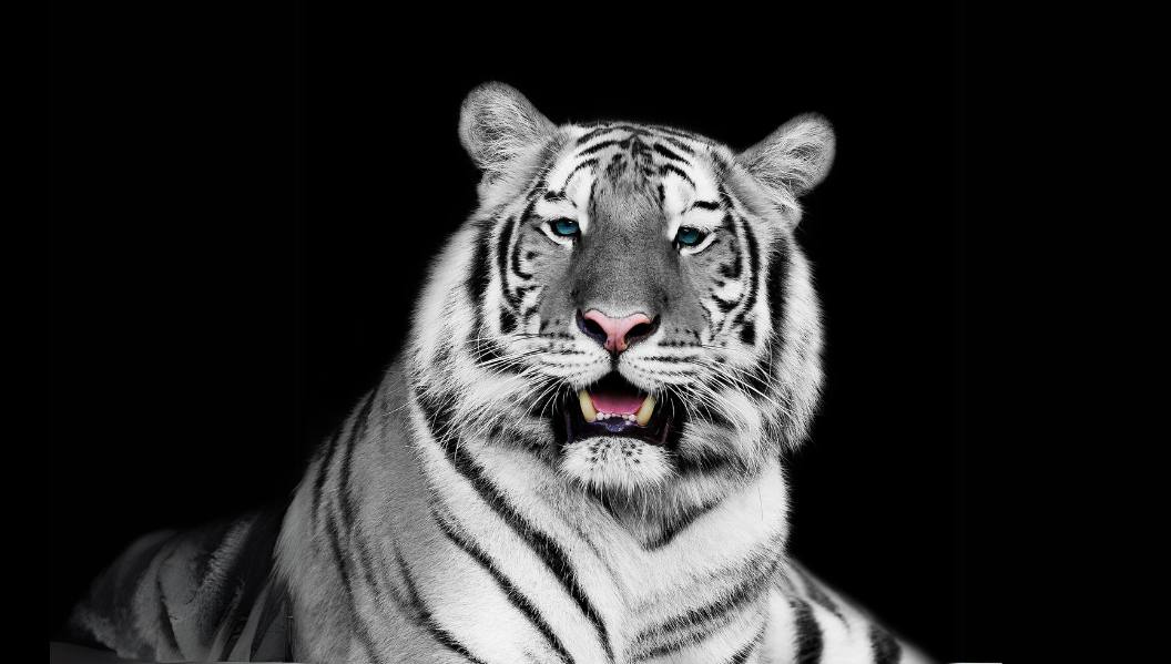 White Tigers