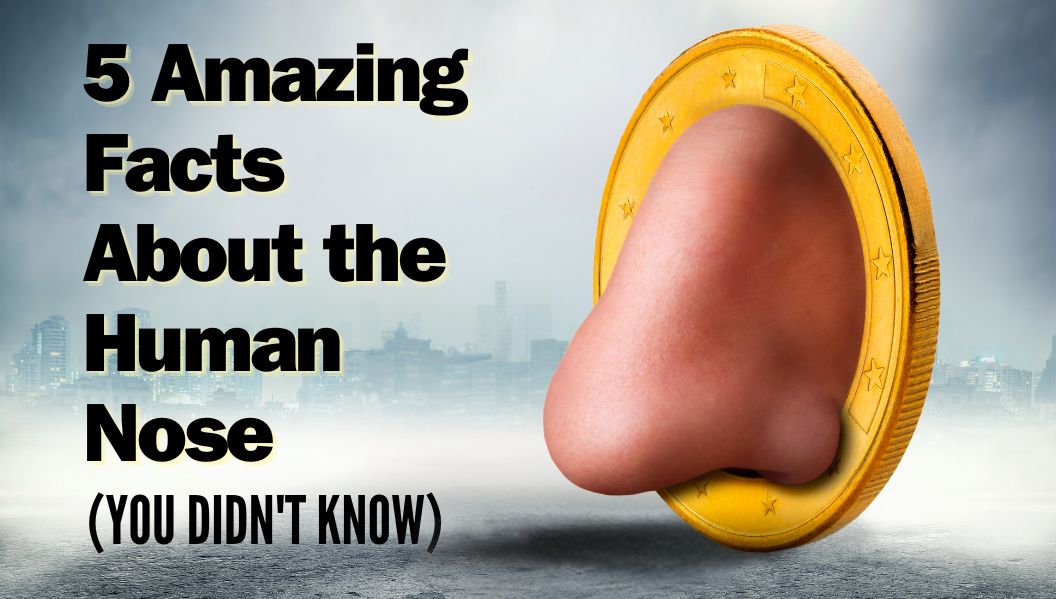 The context of the article that is facts about the human nose.