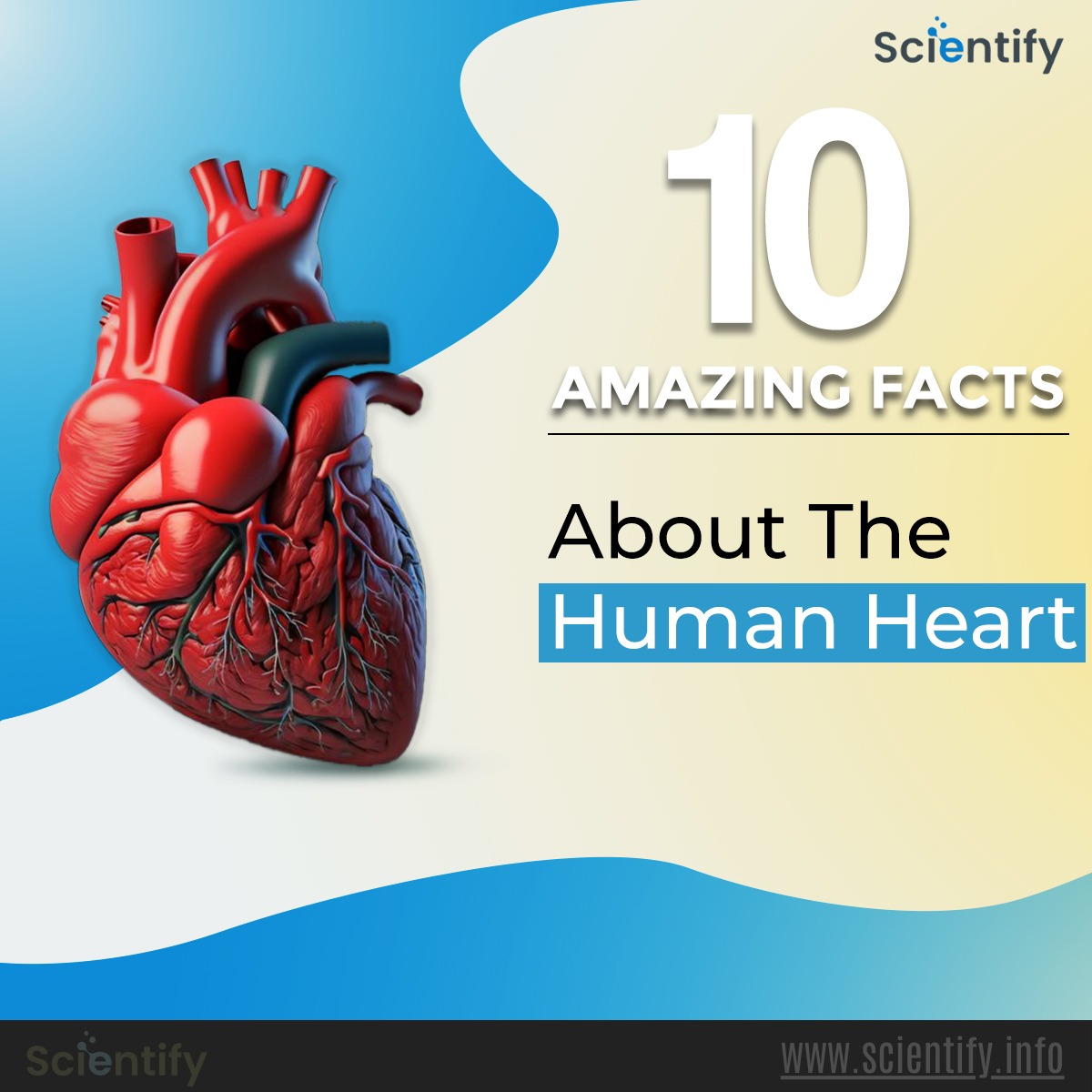 Image showing the tile of the article, 10 amazing facts about the human heart.