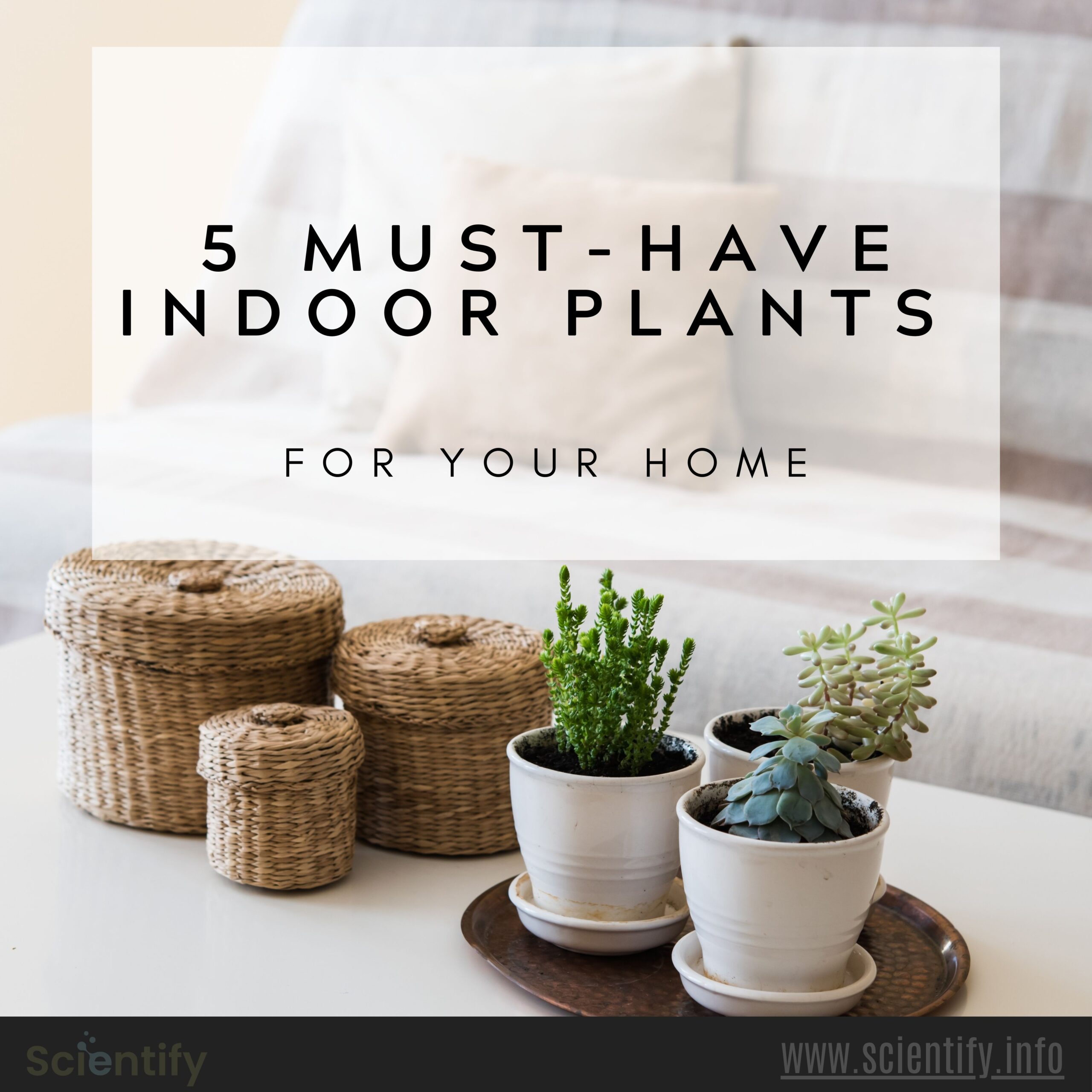 Image showing indoor plants.