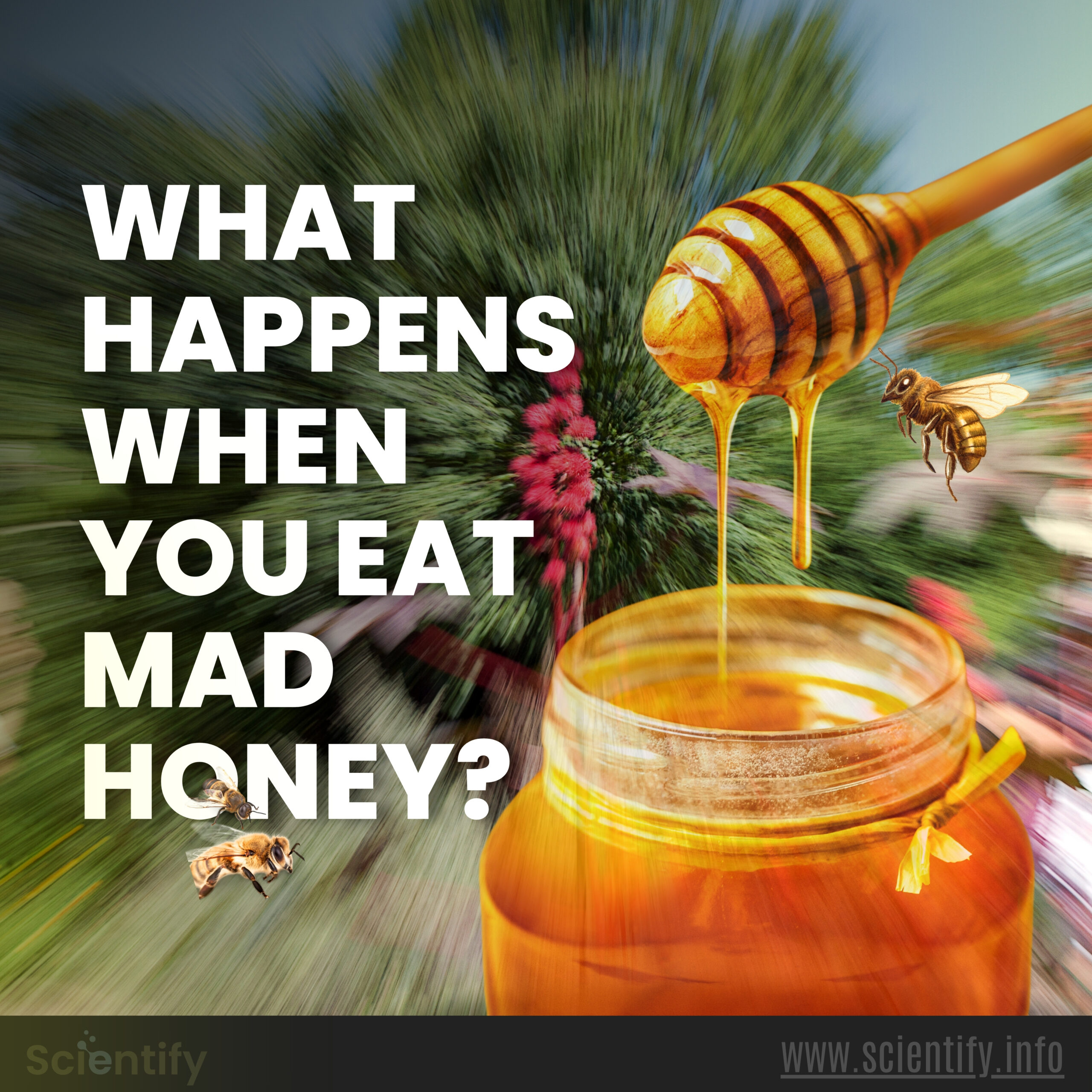 Image showing mad honey and bees.