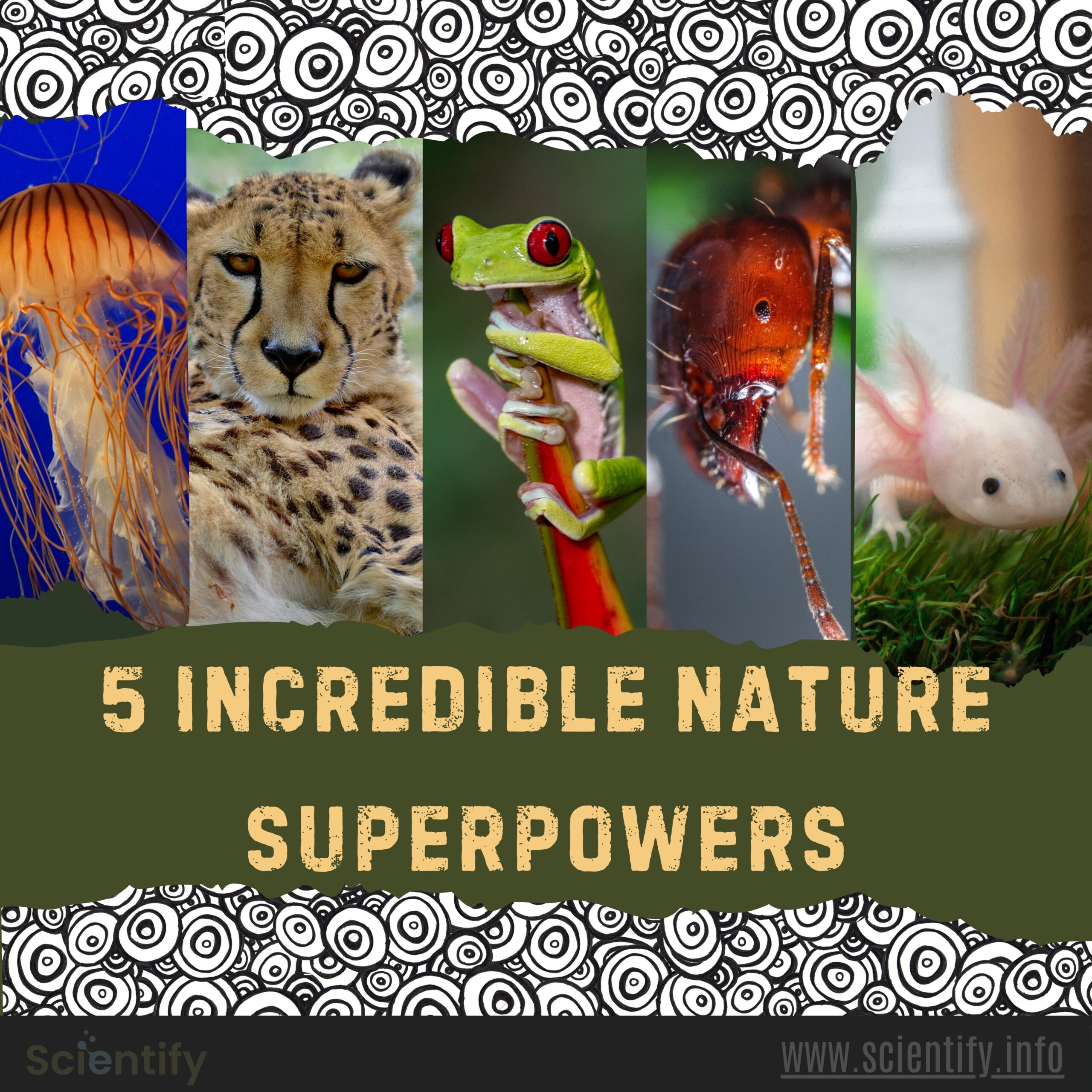 Image showing animals and the title of animal facts.